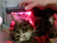 /album/biolampa-pre-zvierata/cat-light-therapy-1-jpg/